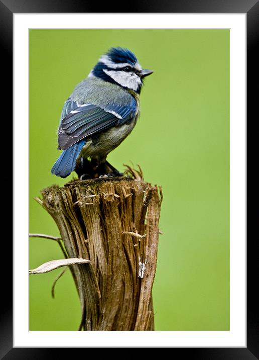 Blue tit on a stump Framed Mounted Print by Eddie Howland