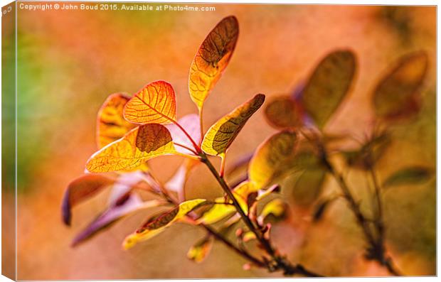  Backlit leaves with texture Canvas Print by John Boud