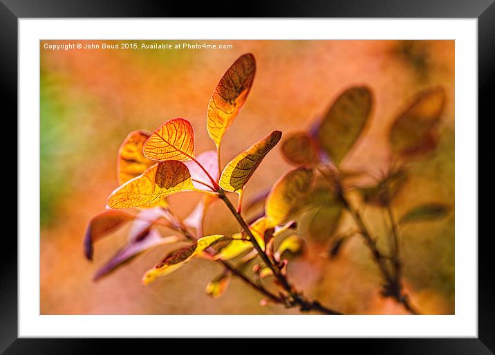  Backlit leaves with texture Framed Mounted Print by John Boud
