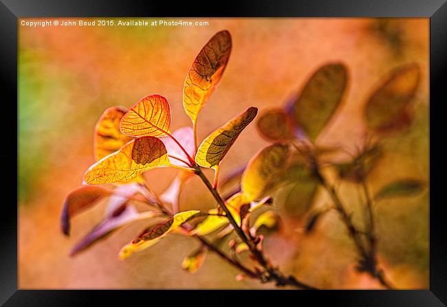  Backlit leaves with texture Framed Print by John Boud