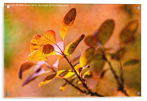  Backlit leaves with texture Acrylic by John Boud