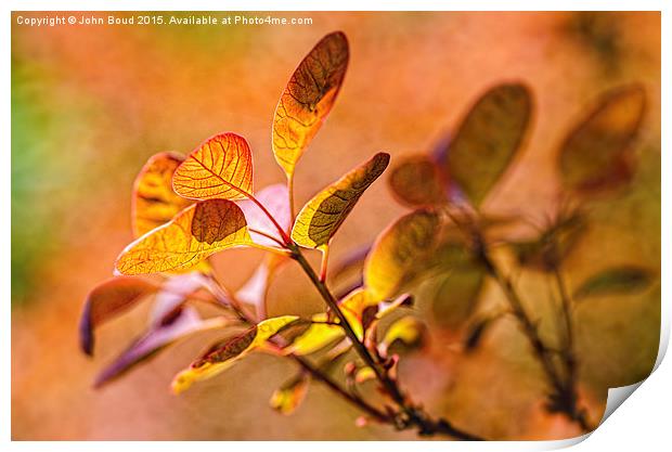  Backlit leaves with texture Print by John Boud