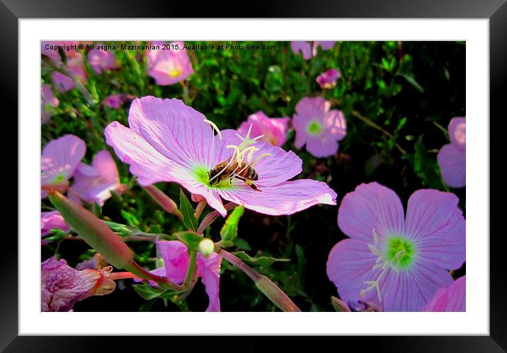  On a nice flower, Framed Mounted Print by Ali asghar Mazinanian