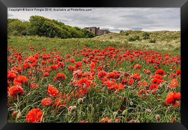 Poppies Framed Print by David Pringle