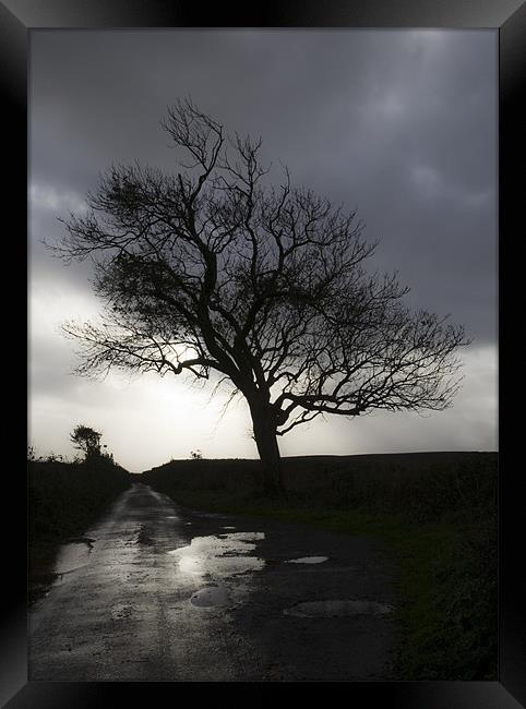 The Tree Framed Print by Mike Gorton