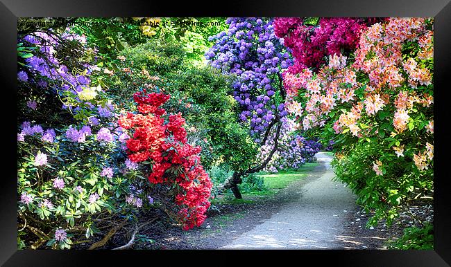 Sheringham Park Flowers Framed Print by Alan Simpson