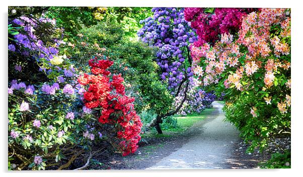  Sheringham Park Flowers Acrylic by Alan Simpson