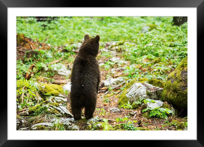 One year old Brown Bear in Slovenia Framed Mounted Print by Ian Middleton