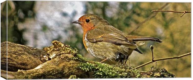  The Robin Red Breast Canvas Print by Sue Bottomley