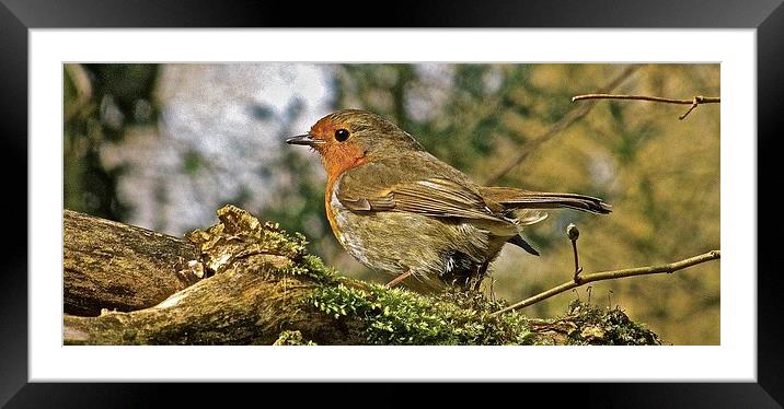  The Robin Red Breast Framed Mounted Print by Sue Bottomley