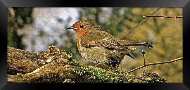  The Robin Red Breast Framed Print by Sue Bottomley