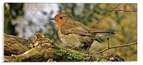  The Robin Red Breast Acrylic by Sue Bottomley