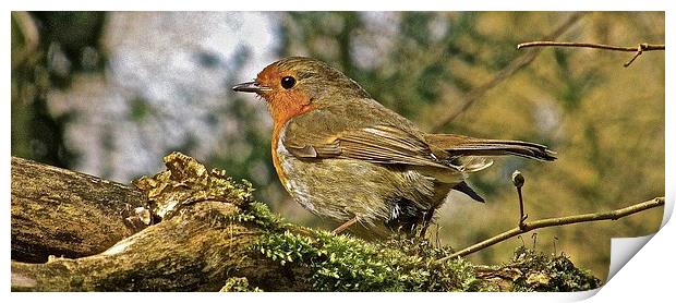  The Robin Red Breast Print by Sue Bottomley