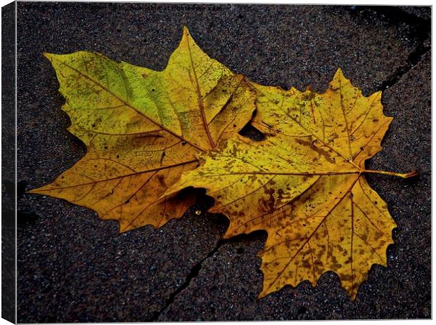 AUTUMN Canvas Print by Bruce Glasser