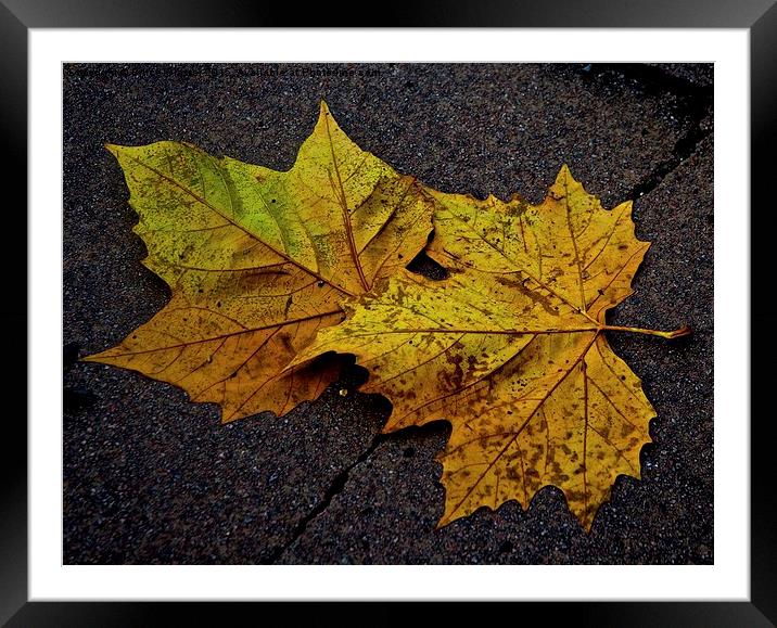 AUTUMN Framed Mounted Print by Bruce Glasser