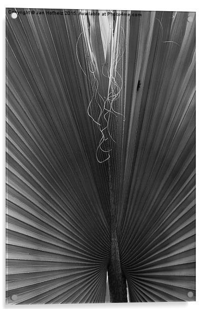  Palm Leaf, Jardin Marjorelle, Marrakech Acrylic by Jan Hofheiz