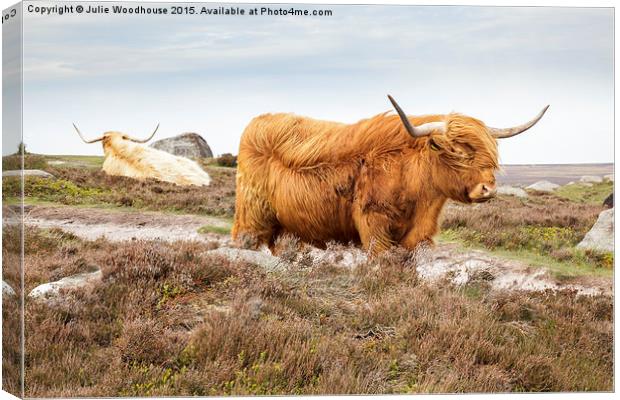 Highland Cattle on Hathersage Moor in Derbyshire Canvas Print by Julie Woodhouse