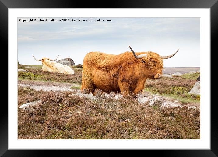 Highland Cattle on Hathersage Moor in Derbyshire Framed Mounted Print by Julie Woodhouse