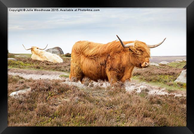 Highland Cattle on Hathersage Moor in Derbyshire Framed Print by Julie Woodhouse