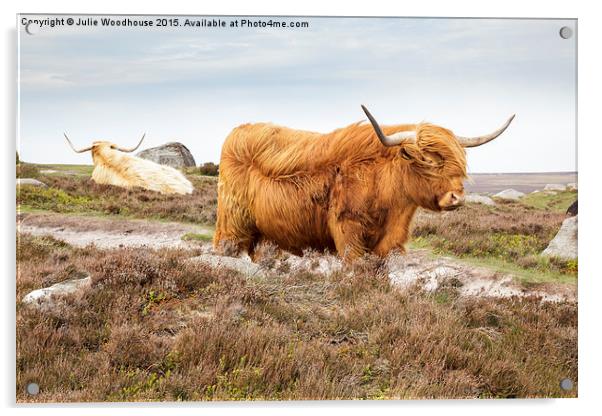 Highland Cattle on Hathersage Moor in Derbyshire Acrylic by Julie Woodhouse
