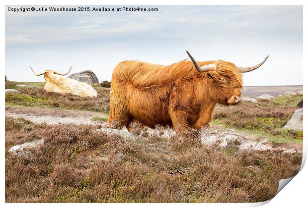 Highland Cattle on Hathersage Moor in Derbyshire Print by Julie Woodhouse