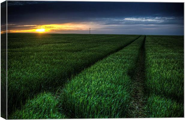  Tracks in the crop Canvas Print by Steven Shea