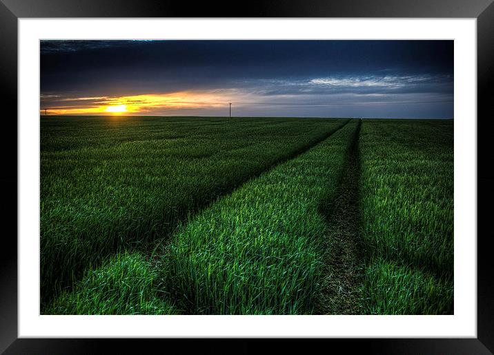  Tracks in the crop Framed Mounted Print by Steven Shea