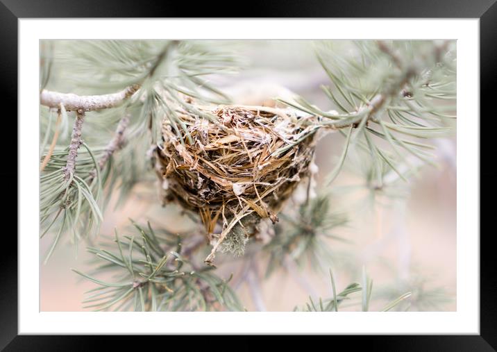  A little nest Framed Mounted Print by Brent Olson