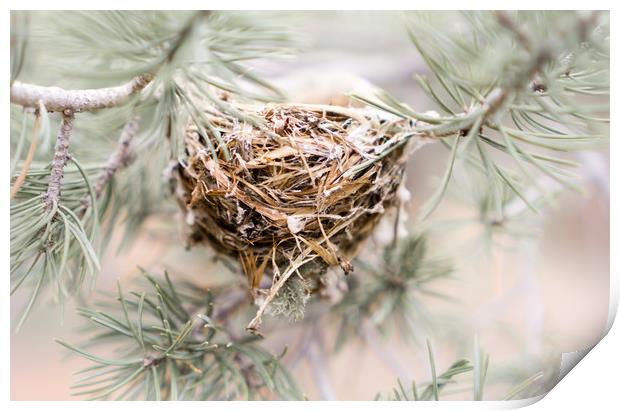  A little nest Print by Brent Olson