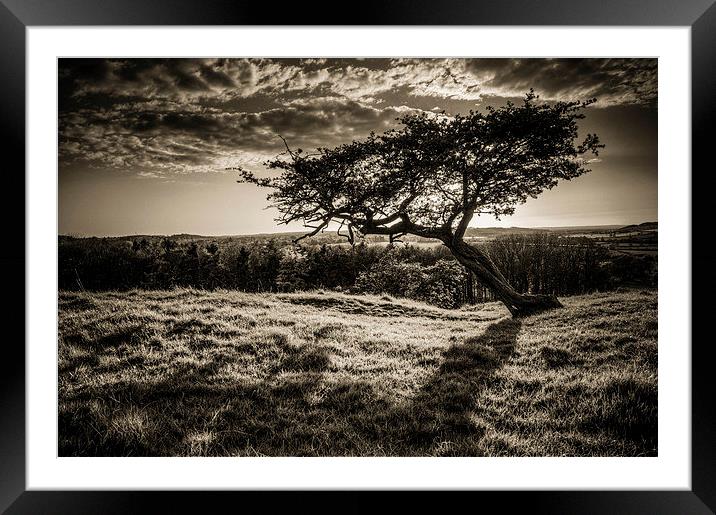  One Tree Hill Framed Mounted Print by Steven Shea