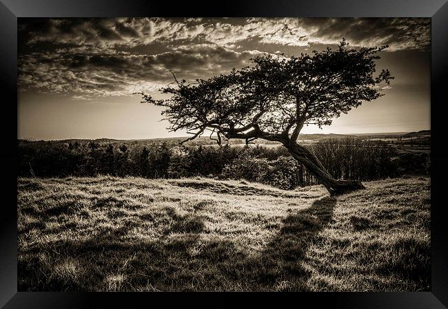  One Tree Hill Framed Print by Steven Shea