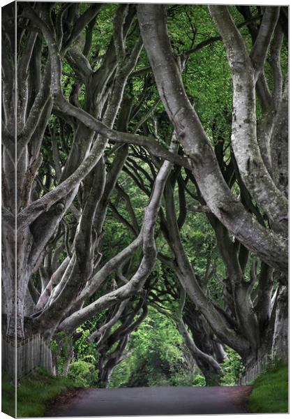  Dark hedges Canvas Print by Svetlana Sewell