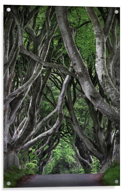  Dark hedges Acrylic by Svetlana Sewell