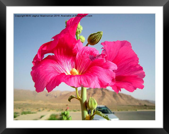  Near a mountain, Framed Mounted Print by Ali asghar Mazinanian