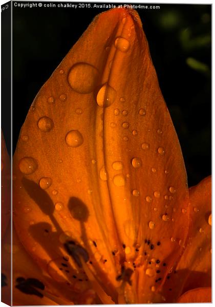  Raindrops and Shadows Canvas Print by colin chalkley