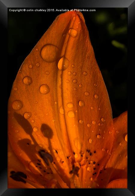  Raindrops and Shadows Framed Print by colin chalkley