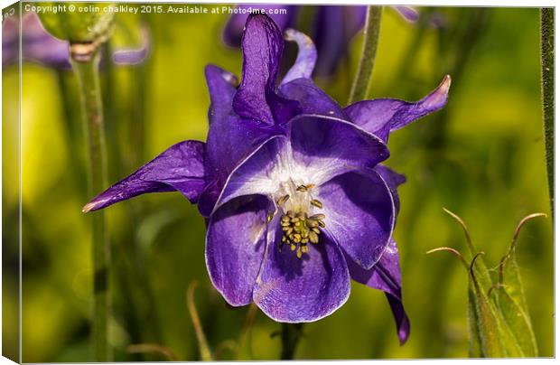  Aquilegia Flower Canvas Print by colin chalkley