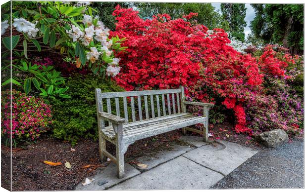Spring Park Bench Canvas Print by Adrian Evans