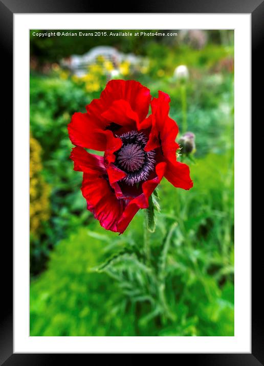 Poppy Framed Mounted Print by Adrian Evans