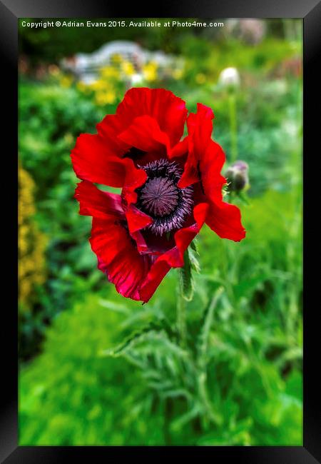 Poppy Framed Print by Adrian Evans