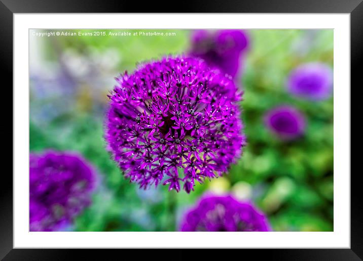 Purple Flower Framed Mounted Print by Adrian Evans