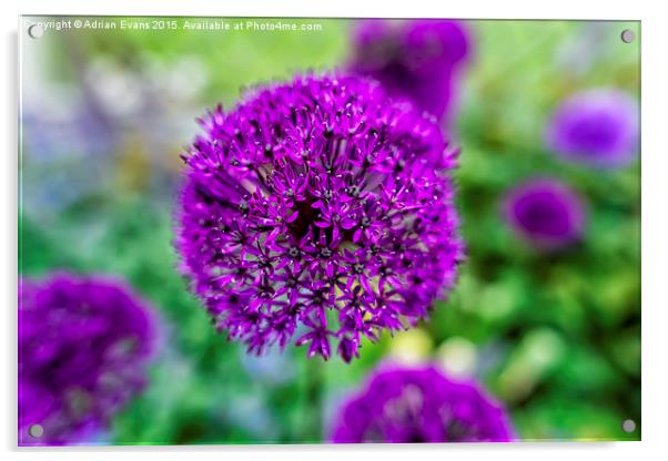 Purple Flower Acrylic by Adrian Evans