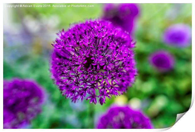 Purple Flower Print by Adrian Evans