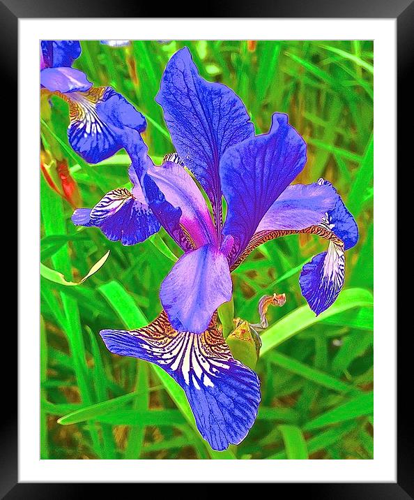 Iris Flower bold and brightly coloured Framed Mounted Print by Sue Bottomley