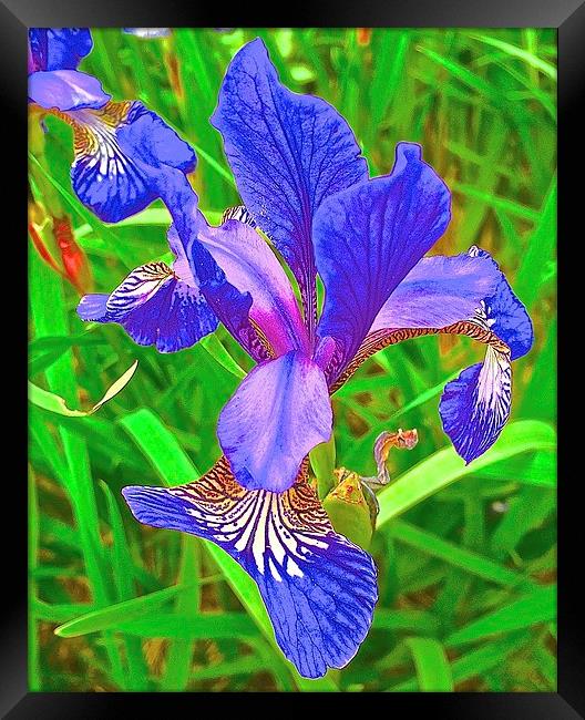 Iris Flower bold and brightly coloured Framed Print by Sue Bottomley