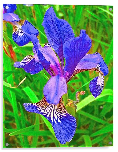 Iris Flower bold and brightly coloured Acrylic by Sue Bottomley