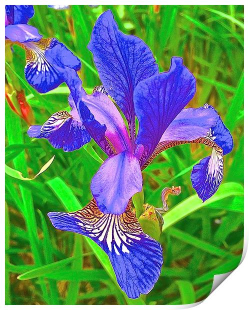 Iris Flower bold and brightly coloured Print by Sue Bottomley