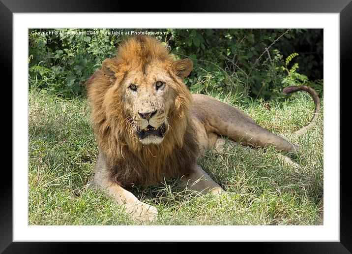  Lion in Kenya Framed Mounted Print by Mark Roper