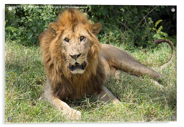 Lion in Kenya Acrylic by Mark Roper