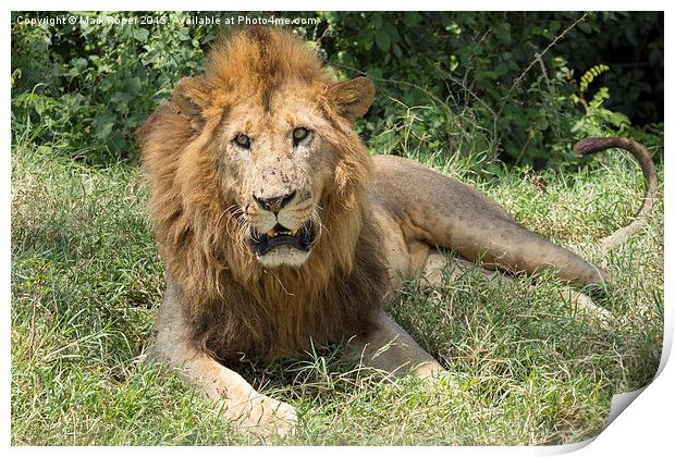  Lion in Kenya Print by Mark Roper
